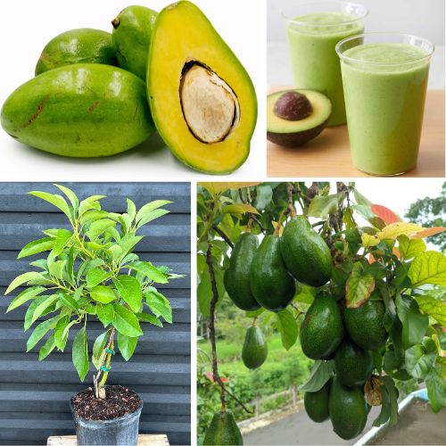 Avocado Live Plant Persea americana - Grafted Tropical Fruit Tree for Healthy Creamy Avocados