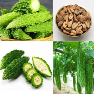 Bitter Gourd Seeds - 100% Organic Bitter Melon Kho Qua An do Vegetable 10g Seeds