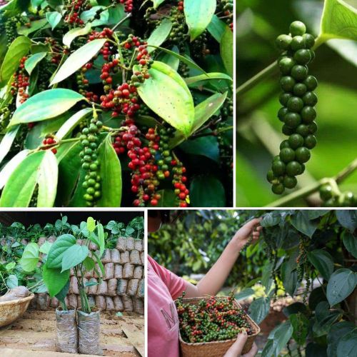 Black Pepper Live 2 Plant Piper nigrum – Authentic Spicy Vine with Health Benefits