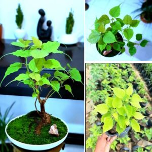 Peepal Bodhi Boo Tree  Bonsai Plant - Sacred Indoor Miniature Tree for Home & Meditation