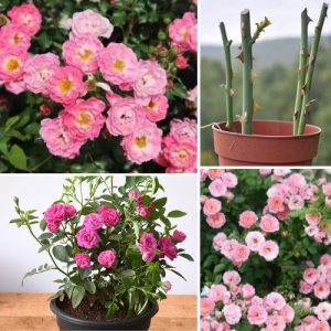 Button Rose Pink 2 Plant Portulaca grandiflora – Vibrant Miniature Rose for Garden & Indoor Décor