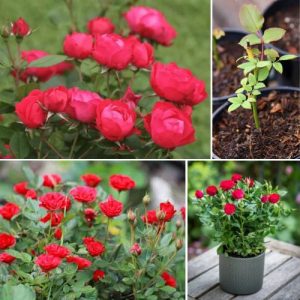 Button Rose Red 2 Plant Portulaca grandiflora – Vibrant Miniature Rose for Garden & Indoor Décor