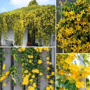 Cat Claw Vine 2 Plant - Medicinal Climbing Decorative Vine for Natural Health & Garden
