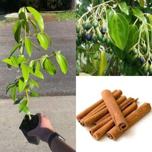 Ceylon Cinnamon Live Plant Cinnamomum zeylanicum – Premium Exotic Culinary & Medicinal Herb
