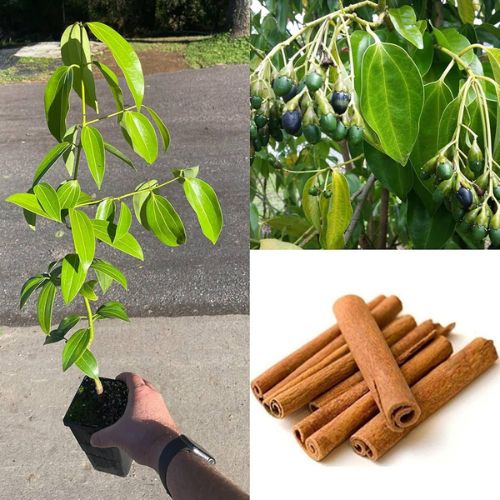 Ceylon Cinnamon Live Plant Cinnamomum zeylanicum – Premium Exotic Culinary & Medicinal Herb