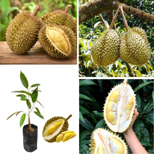 Ceylon Durian Live Plant Durio zibethinus – Exotic Tropical Fruit Tree with Nutritional Benefits