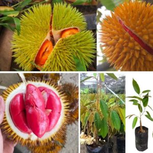 Ceylon Red Durian Live Plant Durio zibethinus – Grow Your Own Exotic Tropical Fruit Well Rooted Tree