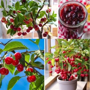 Cherry Plant Dwarf Prunus Avium – Sweet and Tart Fruit Tree for Home Garden And Orchards Well Rooted