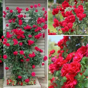 Climbing Rose Red 2 Plant – Vigorous Blooming Vine with Fragrant Flowers