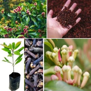 Clove Live 2 Plant Syzygium aromaticum – Aromatic Spice Tree with Health Benefits