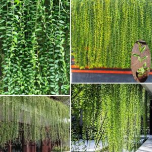 Curtain Creeper Antigonon leptopus 5 Plants – Beautiful Fast-Growing Flowering Vines for Garden Decor Well Rooted