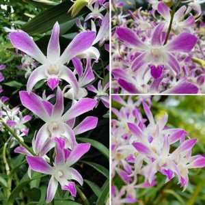 Dendrobium Orchid Ceaser Pink White Pink  - Elegant Tropical Blooms for Home & Garden Well Rooted 2 Plant