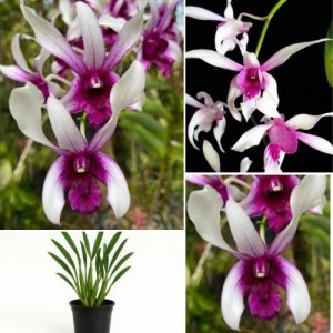 Dendrobium Orchid Karok White  - Elegant Tropical Blooms for Home & Garden Well Rooted 2 Plant