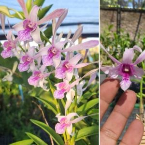 Dendrobium Orchid Rabbit Pink  - Elegant Tropical Blooms for Home & Garden Well Rooted 2 Plant