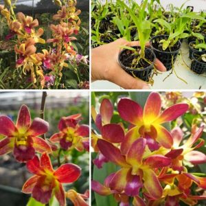 Dendrobium Orchid Two Tone Red Yellow  - Elegant Tropical Blooms for Home & Garden Well Rooted 2 Plant