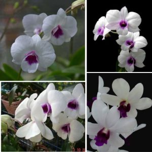 Dendrobium Orchid White Blue Lip  - Elegant Tropical Blooms for Home & Garden Well Rooted 2 Plant
