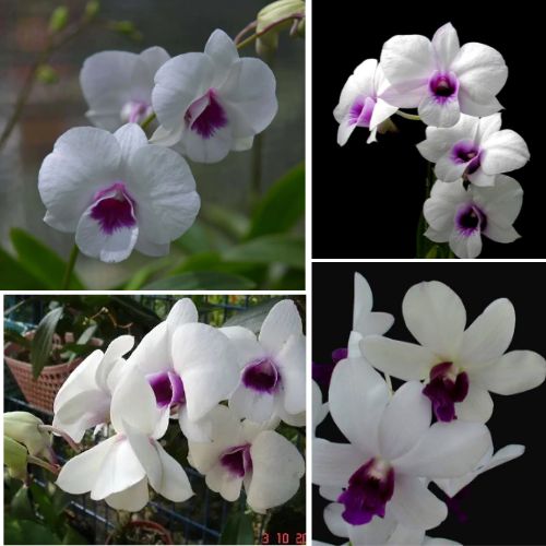 Dendrobium Orchid White Blue Lip  - Elegant Tropical Blooms for Home & Garden Well Rooted 2 Plant
