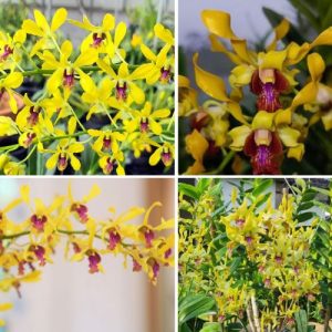 Dendrobium Orchid Yellow Rabbit  - Elegant Tropical Blooms for Home & Garden Well Rooted 2 Plant
