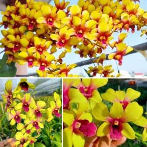 Dendrobium Orchid Yellow Sun Moon  - Elegant Tropical Blooms for Home & Garden Well Rooted 2 Plant
