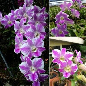 Dendrobium Orchid Nopporn Star Bright  - Elegant Tropical Blooms for Home & Garden Well Rooted 2 Plant
