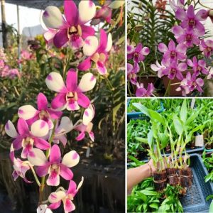 Dendrobium Orchid shavin pink - Elegant Tropical Blooms for Home & Garden Well Rooted 2 Plant