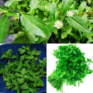 Dried Alternanthera sessilis Mukunuwenna Joyweed Ponnanganni 50g Leaves - Natural Herb Drink