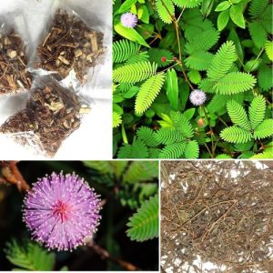 Dried Mimosa Pudica Sensitive Plant Herbal Tea 25g – Nidikumba Leaf Natural Remedy