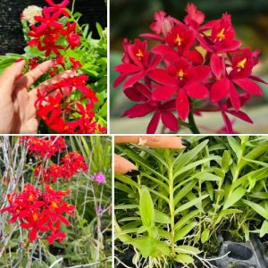 Epidendrum Orchid Bright Red - Exotic Long - Lasting Blooms for Indoor & Garden Well Rooted 2 Plant