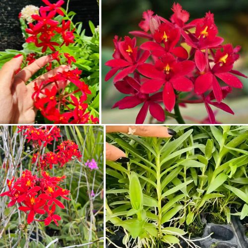 Epidendrum Orchid Bright Red - Exotic Long - Lasting Blooms for Indoor & Garden Well Rooted 2 Plant
