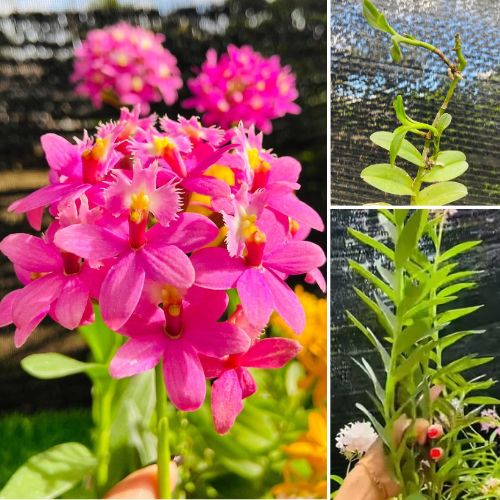 Epidendrum Orchid Dark Pink - Exotic Long - Lasting Blooms for Indoor & Garden Well Rooted 2 Plant