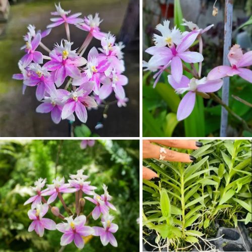 Epidendrum Orchid Sky Cloud Sky Ocre - Exotic Long - Lasting Blooms for Indoor & Garden Well Rooted 2 Plant