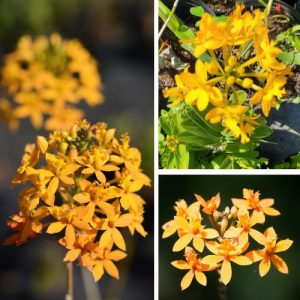 Epidendrum Orchid Tropical yellow - Exotic Long - Lasting Blooms for Indoor & Garden Well Rooted 2 Plant