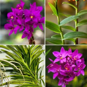 Epidendrum Orchid Violet - Exotic Long - Lasting Blooms for Indoor & Garden Well Rooted 2 Plant