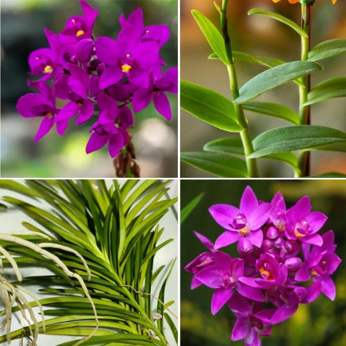 Epidendrum Orchid Violet - Exotic Long - Lasting Blooms for Indoor & Garden Well Rooted 2 Plant