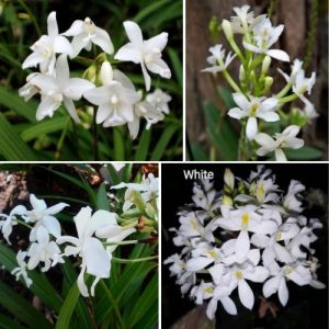 Epidendrum Orchid White - Exotic Long - Lasting Blooms for Indoor & Garden Well Rooted 2 Plant