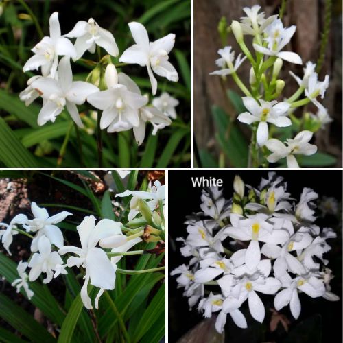 Epidendrum Orchid White - Exotic Long - Lasting Blooms for Indoor & Garden Well Rooted 2 Plant