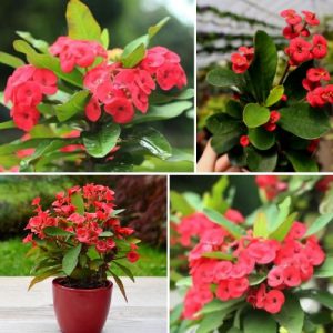 Euphorbia milli Red 2 Plant – Vibrant Thorny Succulent with Air-Cleansing Benefits