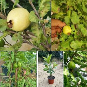 Feather Leaf Guava Psidium guajava 2 Plant – Unique Guava Tree with Fragrant Leaves for Home Garden