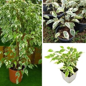 Ficus Benjamina Variegated 2 Plant – Elegant Indoor & Outdoor Air-Purifying Tree