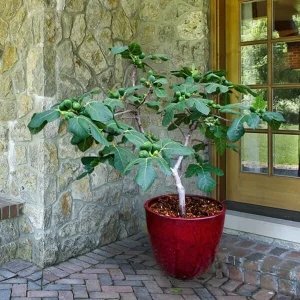 Fig Plant Ficus carica Fignomenal – Productive Fruit Tree with Air-Purifying Qualities