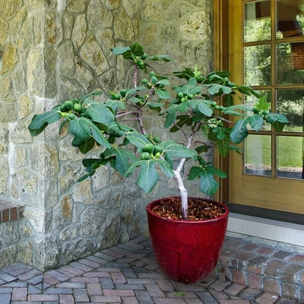 Fig Plant Ficus carica Fignomenal – Productive Fruit Tree with Air-Purifying Qualities
