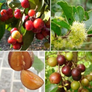 Flacourtia Indica Plant Governor's Plum Hardy Medicinal & Fruit - Bearing Shrub Well Rooted
