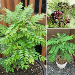 Fresh Curry Leaves Plant Murraya koengini – Aromatic Medicinal & Culinary Herb for Cooking and Wellness