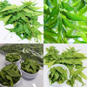 Freshly Picked Organic Dried Neem 500 Leaves - Premium Ceylon Herbal Remedy
