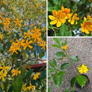 Gardenia carinata 2 Plant – Ornamental Evergreen Tree with Fragrant Golden Flowers