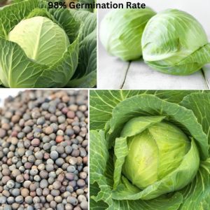 Golden Acre Cabbage Seeds - NON-GMO Heirloom Garden Vegetable 10g Seeds
