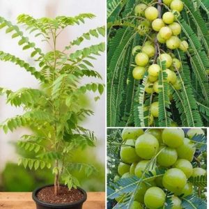 Gooseberry - Amla Plant - Phyllanthus emblica – Nutrient-Packed Superfruit for Health & Immunity