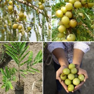 Indian Amla - Gooseberry Plant - Phyllanthus emblica – Superfruit Tree for Immune & Skin Health