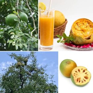 Indian Bael Aegle marmelos Live Plant – Ayurvedic Fruit Tree for Home Garden