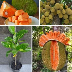 Jackfruit RED Plant Artocarpus heterophyllus Well Rooted Exotic Fruit Tree with Nutritional & Health Benefits